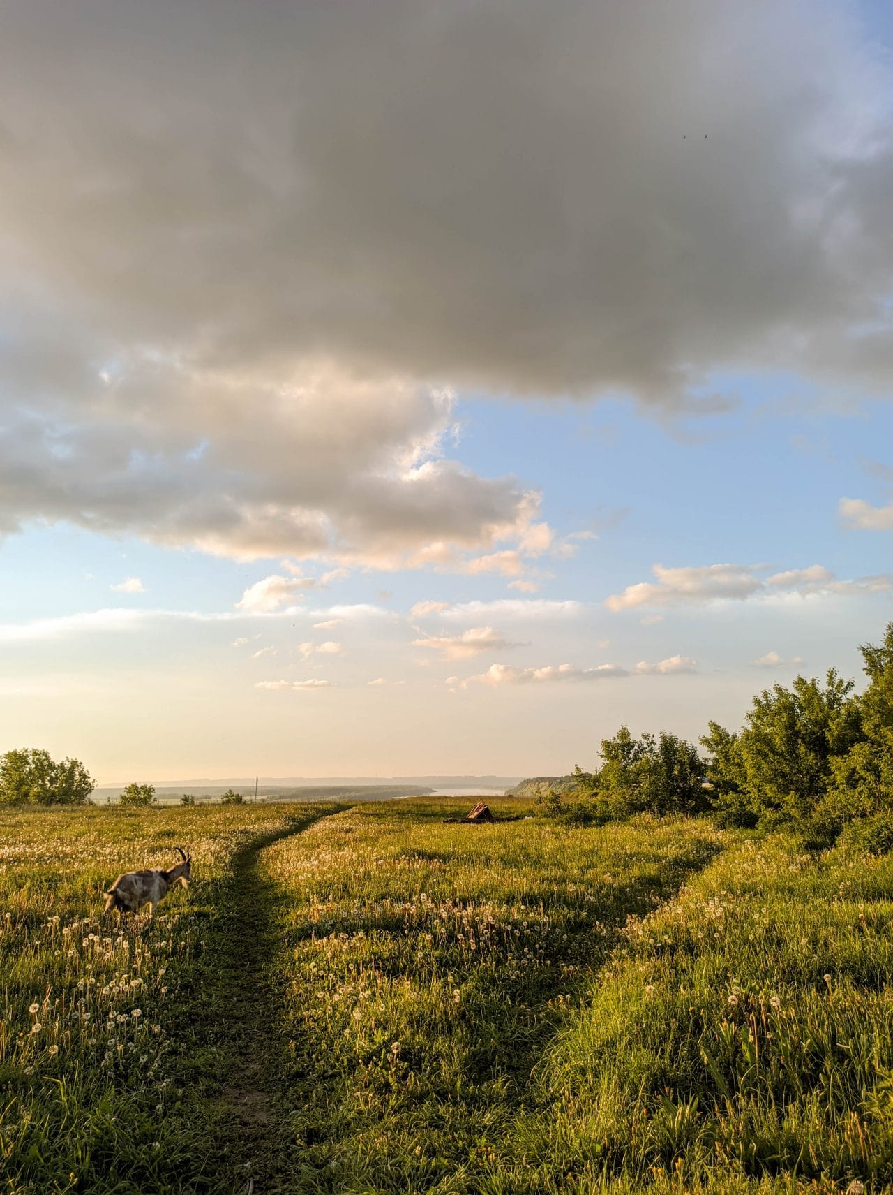 Blue skies and grassy fields