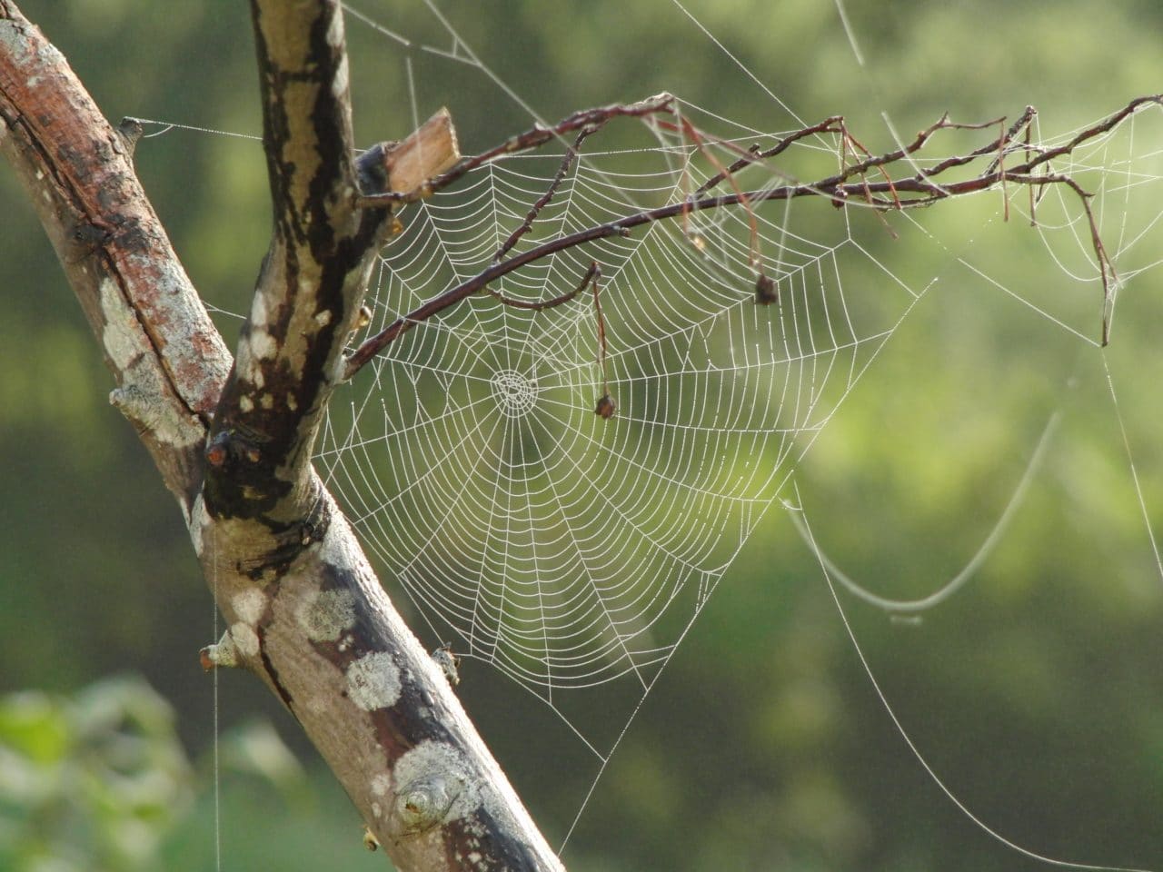 Close up of a spider web.