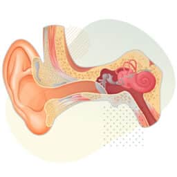 Ear anatomy illustration