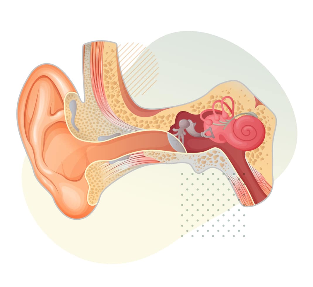 Ear anatomy illustration.